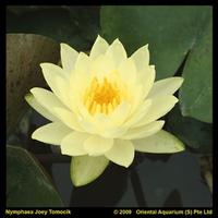 Nymphaea Joey Tomocik