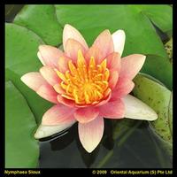 Nymphaea Aurora