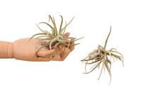 Tillandsia Glabior (Airplants) - 10CM Tray 12 × 6 £ 1.88 (Tray) £ 1.72 Shelf £ 1.69 Trolley Tray £ 1.88 × 12 (2.4%)
