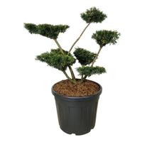 Taxus media Farmen