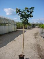 Acer plat. Golden Globe