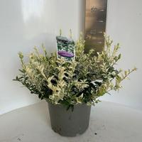 Euonymus fort. Harlequin