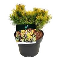 Pinus mugo Winter Gold