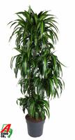 Dracaena Hawaiiana 120-carrousel