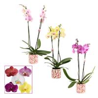 Phalaenopsis hybrid in varieties in Julia ceramic
