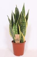 Sansevieria Superba