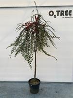 Cotoneaster apic. Blackburn