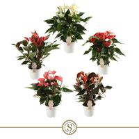 Anthurium Top in 5 varieties