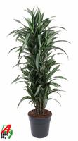 Dracaena Ulises branched