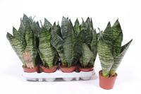 Sansevieria zeylanica compacta