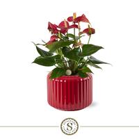 Anthurium Livium Red Bologna ceramic