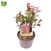 Photinia fra. Carré Rouge