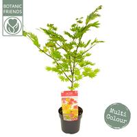 Acer shir. Moonrise