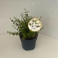 Philadelphus Petite Perfume White