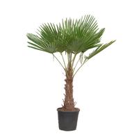 Trachycarpus fortunei (003)