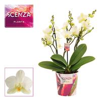 Phalaenopsis hybrid dazzling Lausanne Scenza