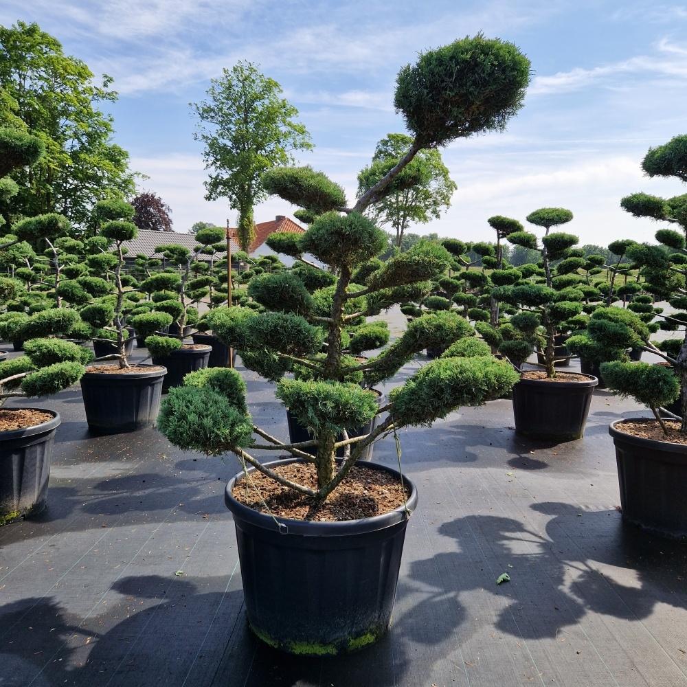 Picture of Juniperus med. Hetzii C180 BONSAI-140/150