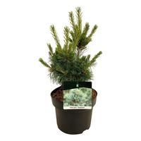 Pinus parv. Negishi