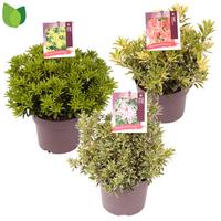 Pieris jap. in varieties
