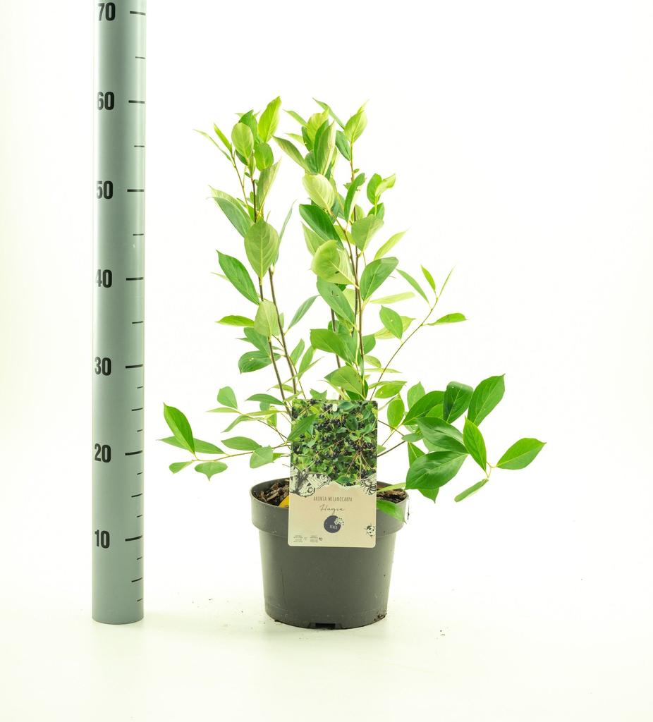 Picture of Aronia mel. Hugin P19 (3 Ltr)