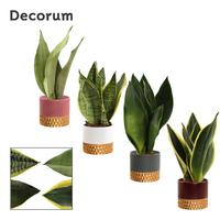 Sansevieria Super Mix in Frederique (Rich love-collection)