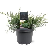 Juniperus virg. Grey Owl