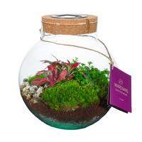 WARDIANS Terrarium Venus + SolarSystem