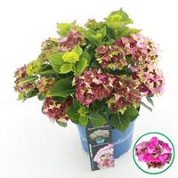 Hydrangea macr. Royalty Lady Mata Hari Pink