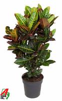 Codiaeum Petra branched