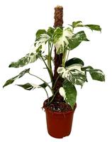 Monstera Deliciosa Variegata