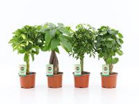 Houseplants Stem in varieties