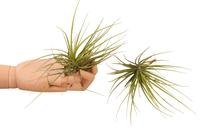 Tillandsia Caulescens (Airplants) - 10CM Tray 12 × 6 £ 1.59 (Tray) £ 1.44 Shelf £ 1.40 Trolley Tray £ 1.59 × 12 (2.4%)