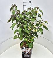 Clerodendrum trichotomum fargesii