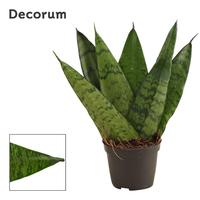Sansevieria Zeylanica Fan