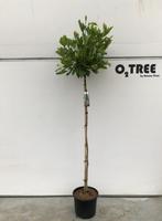 Platanus hisp. Alphens Globe