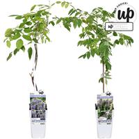 Wisteria in varieties - exclusive