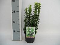 Euonymus jap. Green Rocket