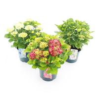 Hydrangea macrophylla/teller in varieties