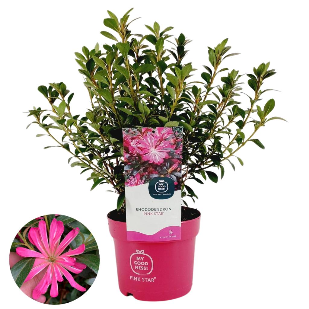 Picture of Azalea japonica Pink Star P17 (2 Ltr) 25CM