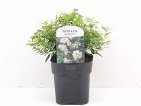 Spiraea jap. Albiflora