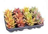 Echeveria Miranda chameleon special