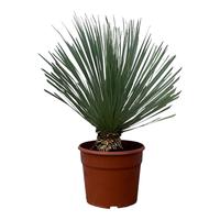 Yucca Rostrata - 80cm