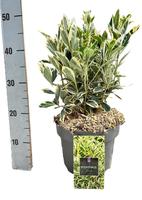 Euonymus japonicus Bravo