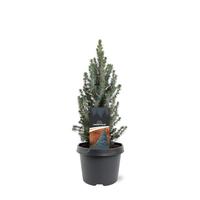 Picea gl. Sanders Blue