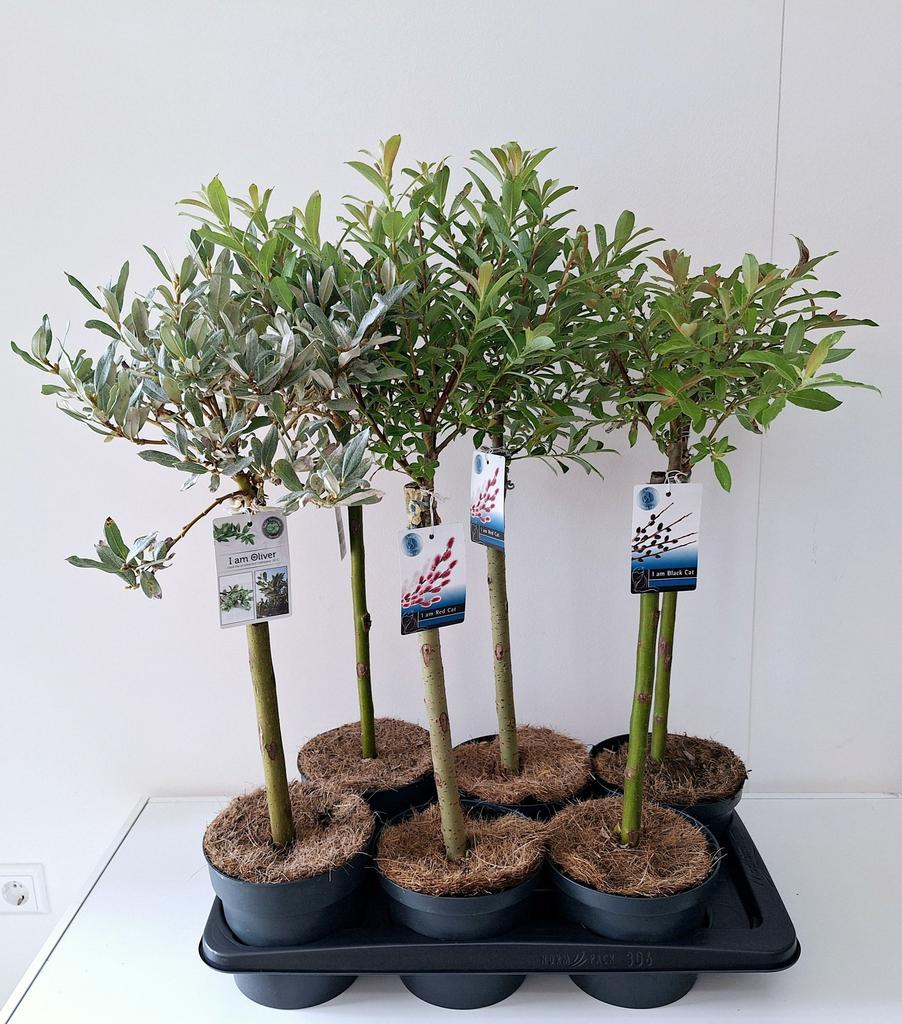 Picture of Salix in varieties P17 (2 Ltr) 40/STD