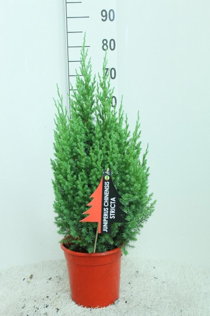 Picture of Juniperus chin. Stricta P21 (4 Ltr) 70CM-INC-POT/POTGROWN
