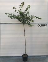Amelanchier lamarckii