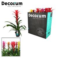 Guzmania Maxima in varieties XXL