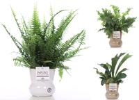 Ferns in varieties in Maxima pot (INDOOR)
