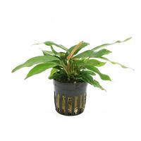 Anubias minima